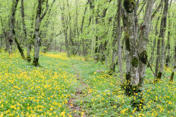 黄色の花で覆われて両側に緑の林床と歩道をハイキングします。美しい風景 - 写真・画像