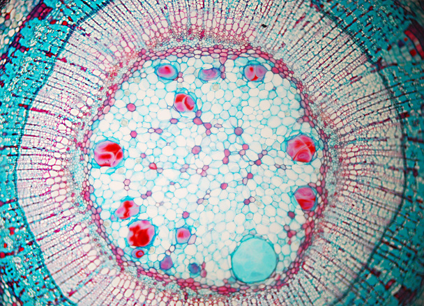 Arts de la biologie cellulaire
 - Photo, image