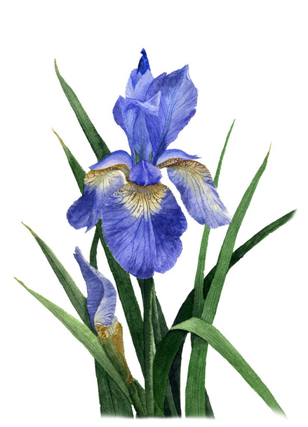Iris Blume Hand in Aquarell bemalt - Foto, Bild