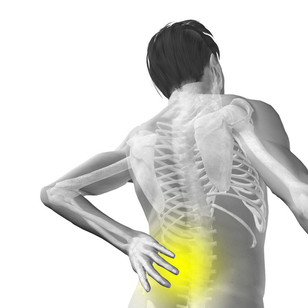 Концепция высокого разрешения или концептуальная 3D мужской или мужской анатомии человека с болью в спине изолированы на белом фоне
 - Фото, изображение