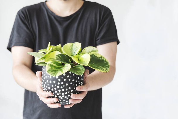 Woman holding black dotted pot with green houseplant on white background  - Photo, Image