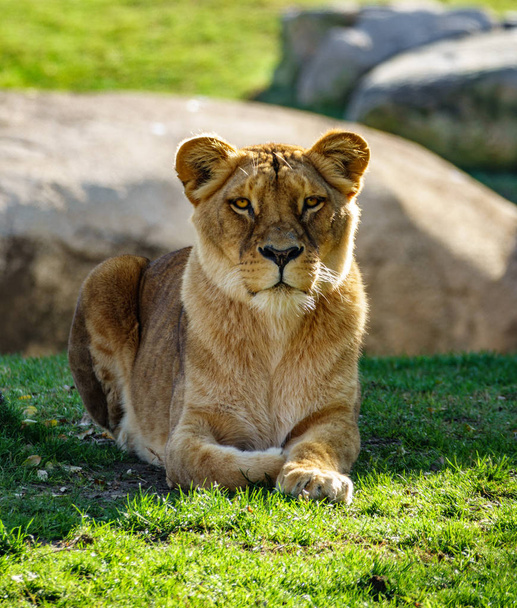 Female lion laid down looking to the camera - Photo, Image
