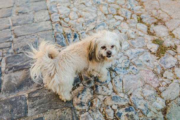 Fluffy cute dog walking by stone street - Foto, Imagen