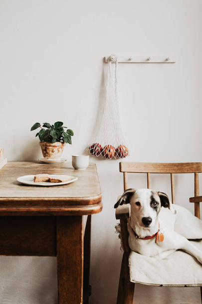 Vintage wooden kitchen table and white dog lying in chair - Valokuva, kuva
