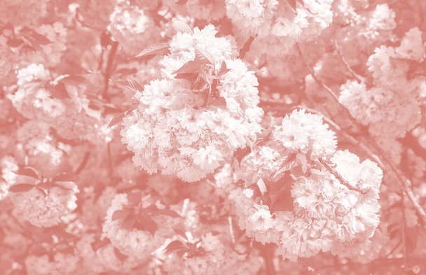 Třešňový strom v květu. Sakura květiny. Třešňový květ. Jarní japonská Sakura květiny. Třešňové květy obrázek v trendy bydlení korálové barvy - Fotografie, Obrázek