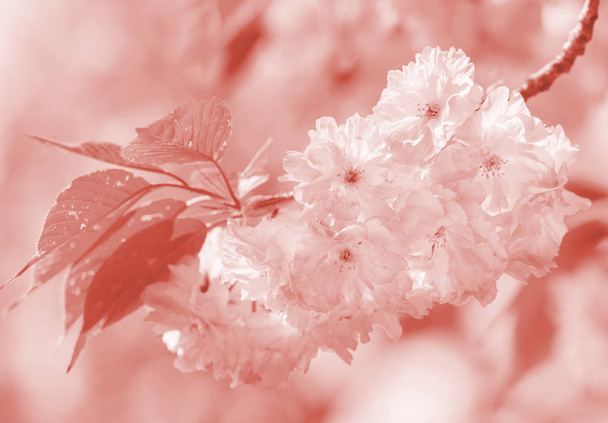 Κερασιά στην άνθιση. Sakura λουλούδια. Κεράσι ανθίσει. Sakura Ιαπωνικά ανοιξιάτικα λουλούδια. Κεράσι άνθη εικόνα στο μοντέρνο living κοραλί χρώμα - Φωτογραφία, εικόνα