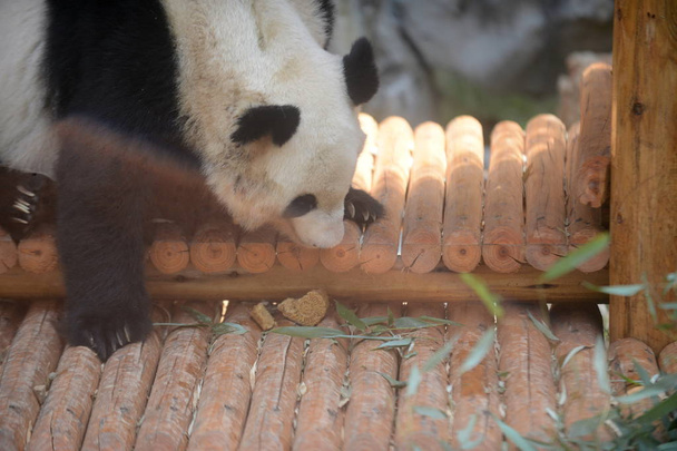 Een Giant Panda eet cakes-vormige veevoeder in een dierentuin in Yangzhou stad, Oost-China's provincie Jiangsu, 13 september 2016 - Foto, afbeelding