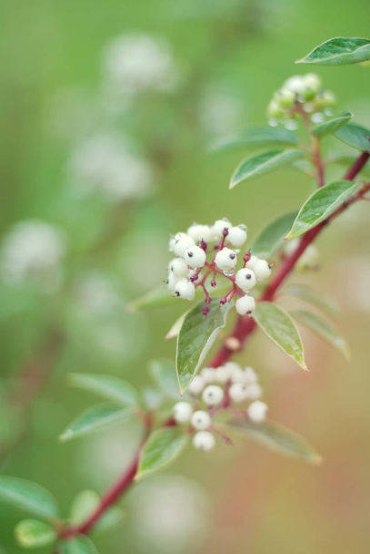 berries on a bush. leaves of green plants, background. soft focus - Foto, afbeelding