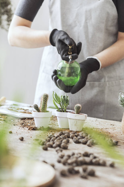 Close view of woman replanting succulents in pots at home - Valokuva, kuva