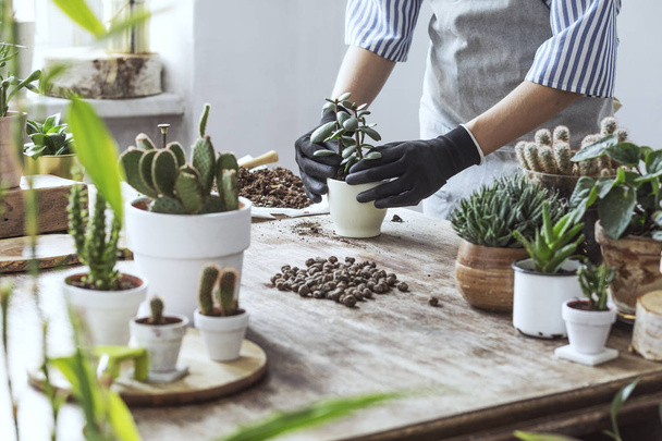 Close view of woman replanting succulents in pots at home - Foto, Bild