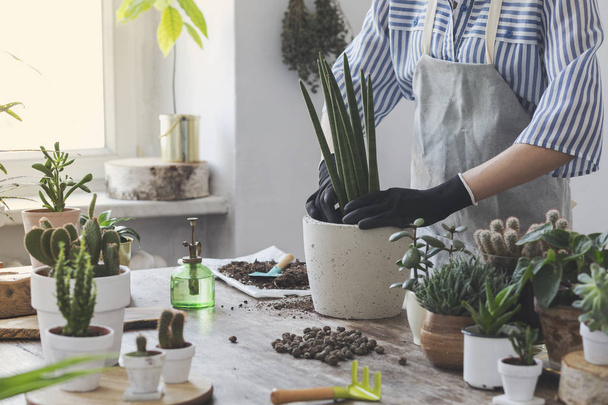 Close view of woman replanting succulents in pots at home - Foto, Bild