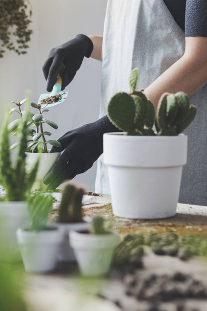 Close view of woman replanting succulents in pots at home - Fotoğraf, Görsel