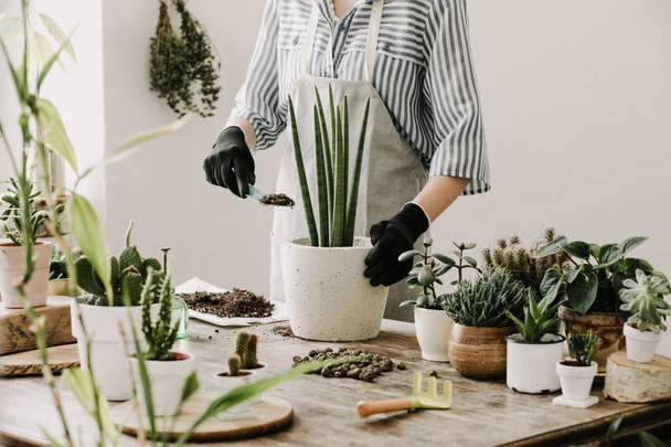 Close view of woman replanting succulents in pots at home - Zdjęcie, obraz