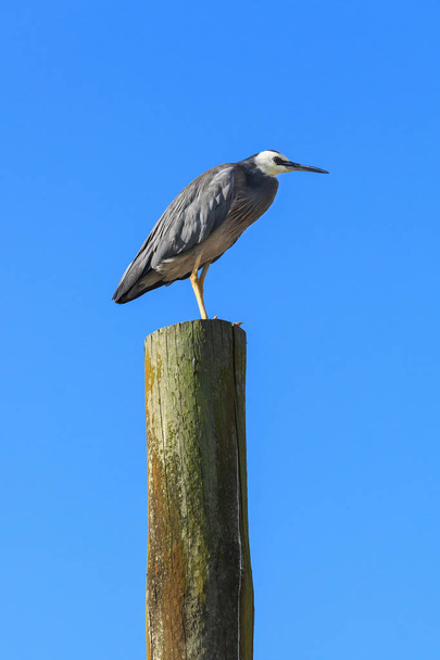 Una garza de cara blanca, un pájaro encontrado en Australasia, de pie sobre un poste de valla
  - Foto, Imagen