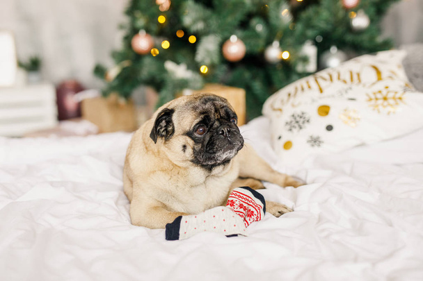small and beautiful dog sits on the bed on the background of the Christmas tree - Fotoğraf, Görsel