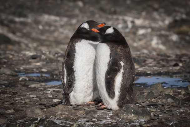 Gentoo-Pinguine am Strand der Antarktis - Foto, Bild