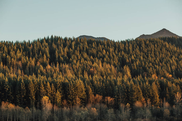 Scenic view of pine forest and mountains - Foto, afbeelding