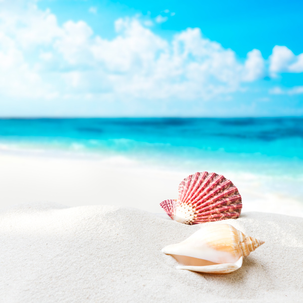 Shell on the beach - Photo, Image