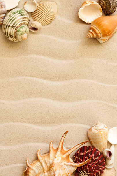 Arka planda kum olan deniz kabukları - Fotoğraf, Görsel