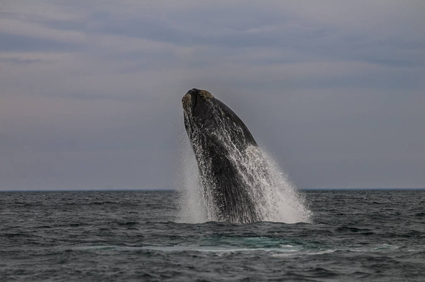 Стрибки китів, півострів Вальдес, Патагонія Аргентина - Фото, зображення