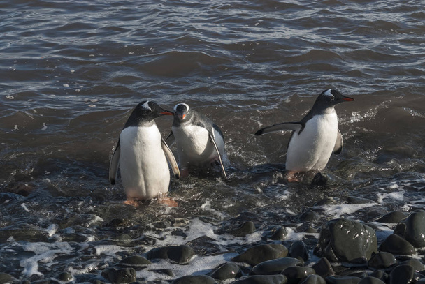 Gentoo Penguins on beach of Antarctica - Photo, Image