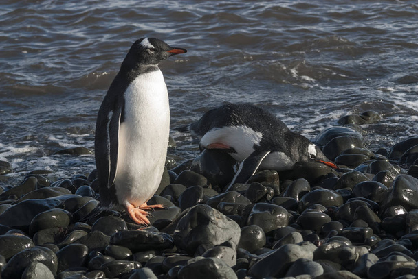 Gentoo-Pinguine am Strand der Antarktis - Foto, Bild