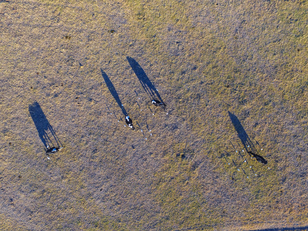 Aerial view of cows on field, Pampas, Argentina - Photo, Image