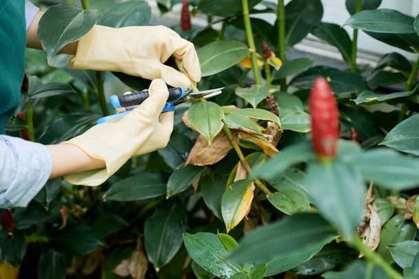 Close-up of woman gardener wearing gloves and cutting a dry branch of plants with pruning shears - Photo, Image