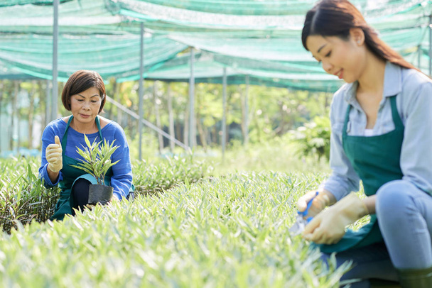 Ώριμες γυναίκες γεωργοί καλλιεργούμενα φυτά στο θερμοκήπιο με της συναδέλφου κλάδεμα φυτών - Φωτογραφία, εικόνα