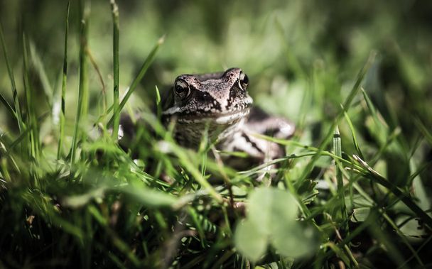 Frog on a grass in a garden. Shallow depth of field. Selective focus. Toned. - 写真・画像