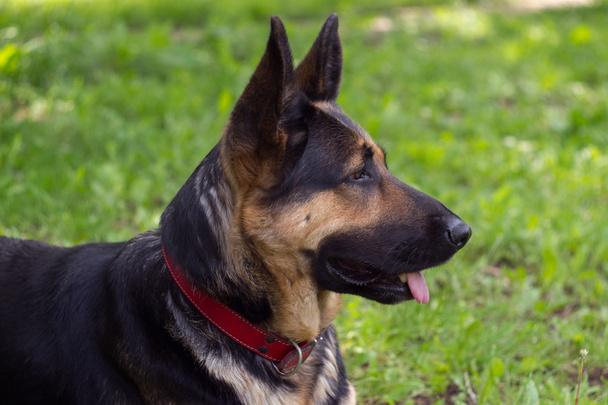 cão pastor alemão - Foto, Imagem