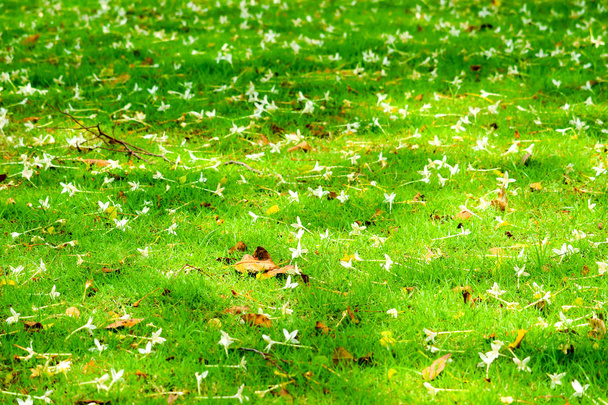 Millingtonia hortensis упала на зеленый газон сада, концепция ralax, природа на праздник, выходные
 - Фото, изображение