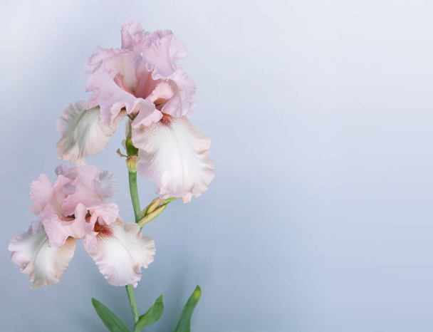 Květiny iris na šedém pozadí - Fotografie, Obrázek