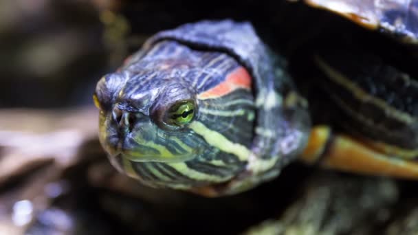 Pond slider, Trachemys scripta, common medium-sized semi-aquatic turtle. Red-eared turtles. - Video