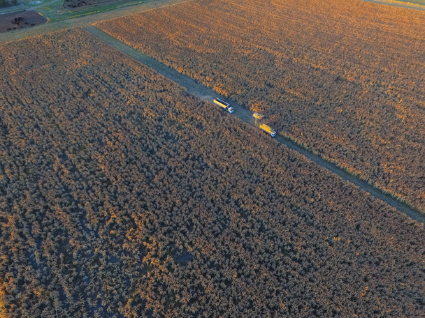 Sorghum harvest in La Pampa, Argentina - Photo, Image