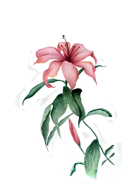 Watercolor illustration of a beautiful pink garden lily flower. Illustration executed in Chinese style, isolated on white background. - Foto, imagen