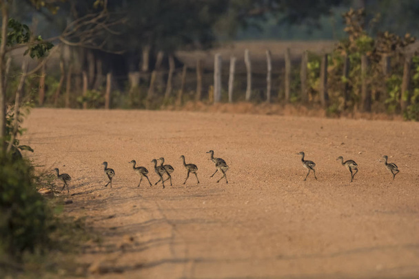 Greater Rhea birds, Panti, Brazil
 - Фото, изображение