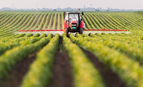 大豆畑で農薬を散布するトラクター - 写真・画像