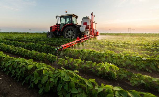 Fasulye tarlalarına böcek ilacı püskürten traktör. - Fotoğraf, Görsel