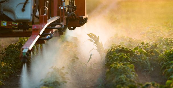 大豆畑で農薬を散布するトラクター - 写真・画像
