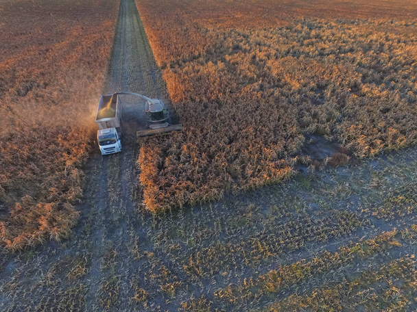 Урожай сорго в Ла Памва, Аргентина - Фото, зображення