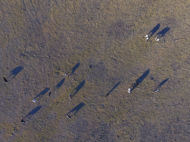 A légi felvétel a tehenek, a mező, Pampa, Argentína - Fotó, kép