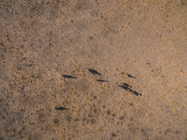 Ryhmä hevosia maaseudulla La Pampa, Argentiina
 - Valokuva, kuva