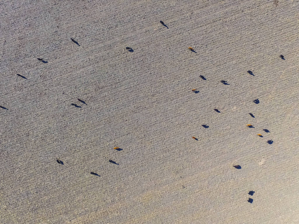 Vista aérea de vacas en campo, Pampa, Argentina
 - Foto, imagen