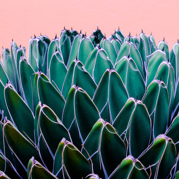 Minimal plants on pink fashion concept. Tropical cactus on pink wall - Foto, Bild