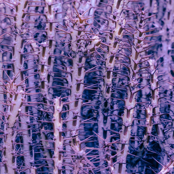 Cactus spines background. Purple violet colours design trend - Фото, изображение
