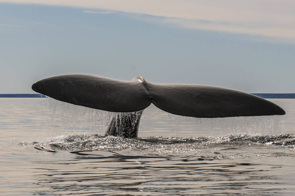 Staart van de walvis in Peninsula Valdes, Patagonia, Argentinië - Foto, afbeelding