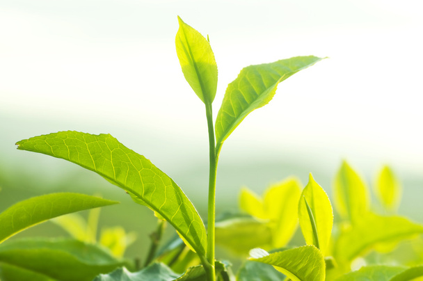 Tea leaves. - Фото, изображение