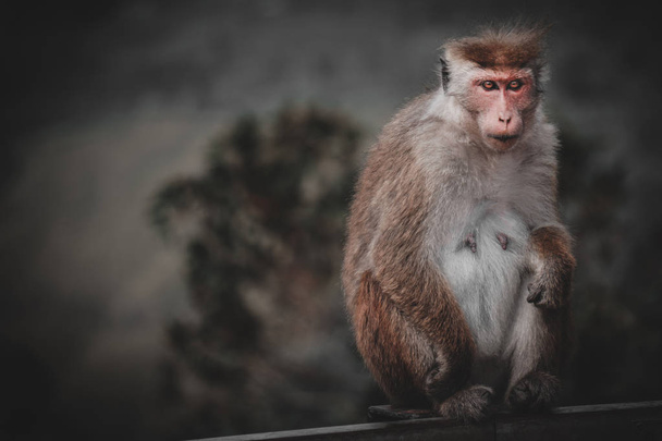 Foto van eng aap met rode ogen in de camera, afgezwakt wathing - Foto, afbeelding