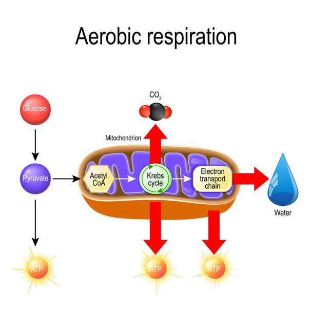 Aerobinen hengitys. Solujen hengitys. Pyruvate syöttää mitokondriot, jotta hapettua Krebs sykli. tämän prosessin tuotteita ovat hiilidioksidi, vesi ja energia. Koulutukseen, biologiseen, tieteelliseen ja lääketieteelliseen käyttöön tarkoitettu vektorikaavio
 - Vektori, kuva